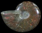 Flashy Red Iridescent Ammonite #52359-1